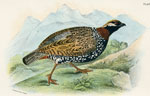 Common Francolin