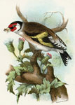 Goldfinch