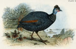 Black-collared Crested Guinea Fowl