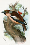 Hawfinch