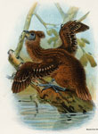 Hoatzin (young)