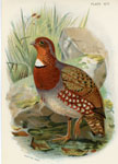 Mandelli's Tree Partridge