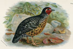 Manipur Painted Bush-Quail