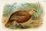 Mountain Partridge