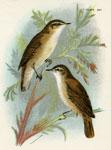 Reed Sedge Warbler