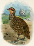 Reichenow's Francolin