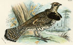 Ruffed Grouse