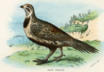 Sage Grouse