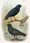 Starlings