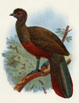 Wagler's Guan