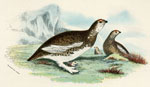 Rock Ptarmigan