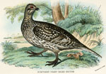 Northern Sharp-tailed Grouse