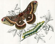 Samia cecropia