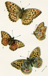 Argynnis adippe