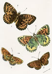 Argynnis aglaia