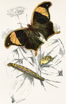 Coerois chorinoeus