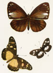 Nebroda lobengula