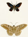 Peosina leontia