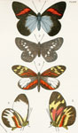 Pereute leucodrosine