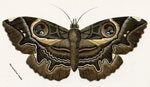 Phyllodes maligera