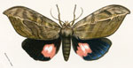 Phyllodes maligera