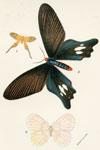 Thymara papilionaria