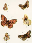 Argynnis niobe