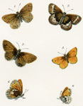 Coenonympha polydama