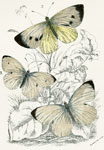 Pieris brassicoe