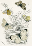 Pieris chariclea