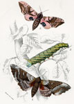Amorpha populi