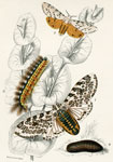 Ecpantheria ocularia