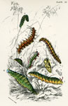 Larvae of British Butterflies