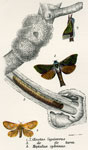 Oenetus lignivorus