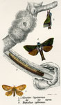Oenetus lignivorus