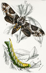 Phlegethontius rusticus