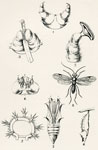 Pupae, Details of Larvae, etc.