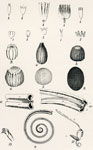 Scales, Eggs, Probocae, etc.