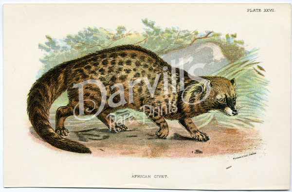 African Civet