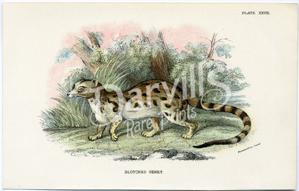 Blotched Genet