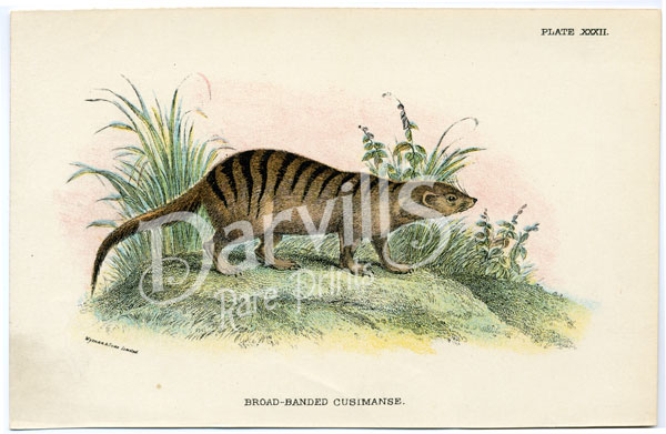 Broad-banded Cusimanse