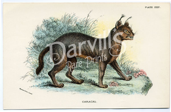 Caracal