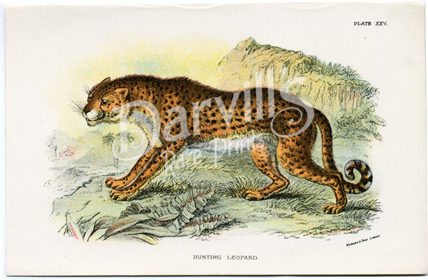 Hunting Leopard (Cheetah)