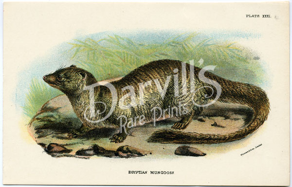 Egyptian Mongoose