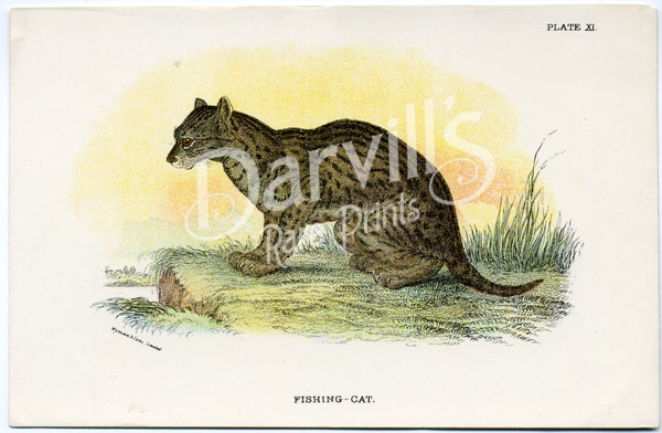 Fishing Cat