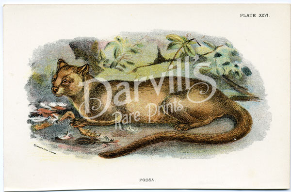 Fossa