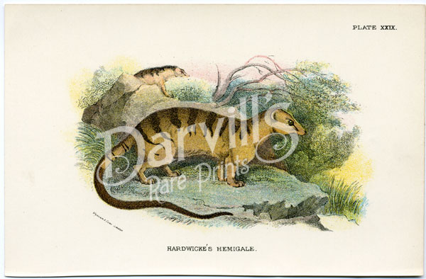 Hardwicke's Hemigale