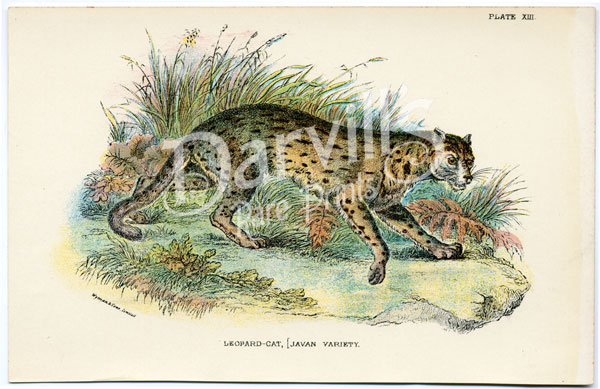 Leopard Cat (Java)