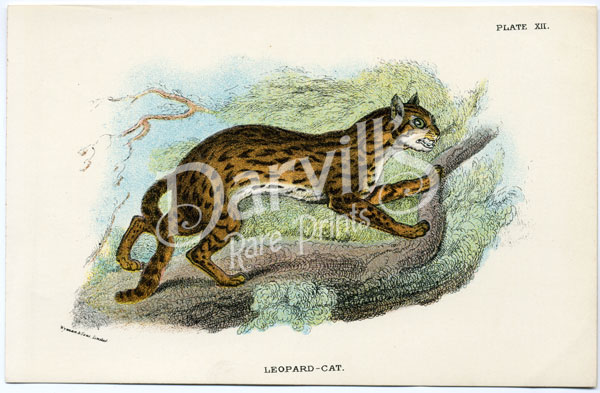 Leopard-Cat