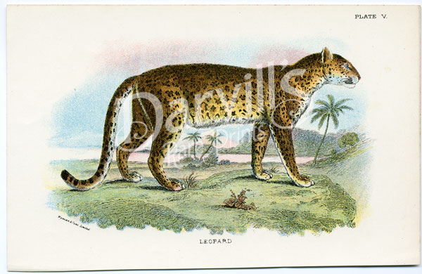 Leopard